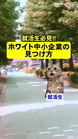 就活猫猫のTikTok投稿