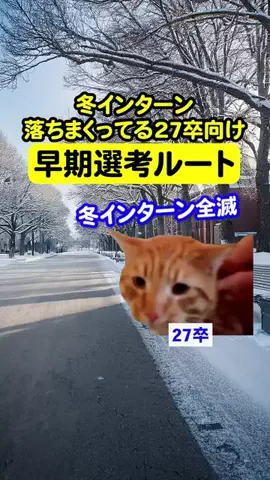 就活猫猫のTikTok投稿