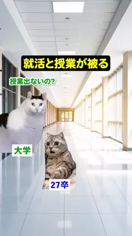 就活猫猫のTikTok投稿