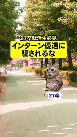 就活猫猫のTikTok投稿
