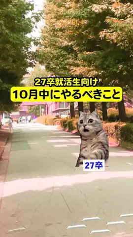 就活猫猫のTikTok投稿