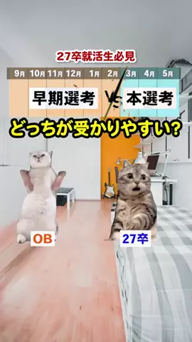 就活猫猫のTikTok投稿