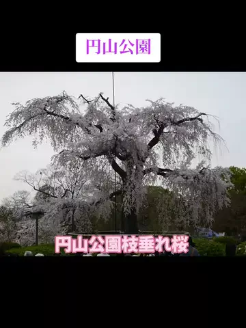 ホテル紹介チャンネルのTikTok投稿