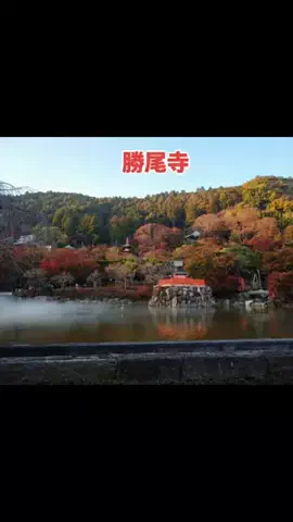 ホテル紹介チャンネルのTikTok投稿