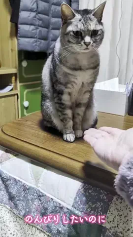 ホテル紹介チャンネルのTikTok投稿