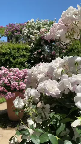 旅好きデザイナー ♥︎なおなおのTikTok投稿
