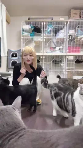 ひかる🎀山田さんちは猫まみれのTikTok投稿