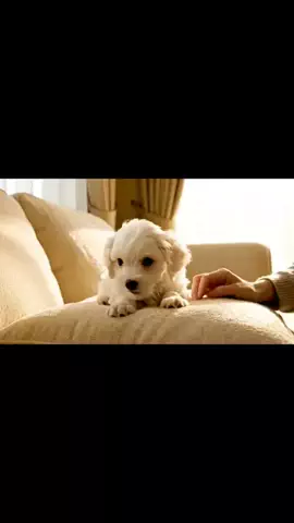 犬猫総合製薬株式会社のTikTok投稿