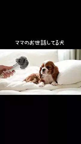 犬猫総合製薬株式会社のTikTok投稿