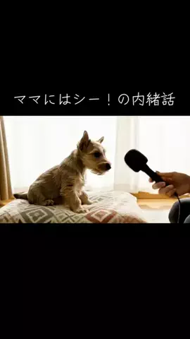 犬猫総合製薬株式会社のTikTok投稿