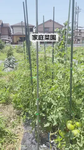 セッキーのTikTok投稿