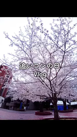 ミス学習院コンテスト2026【公式】のTikTok投稿