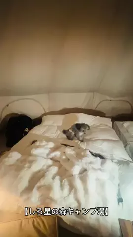 モナ王🐶ピノの愛犬旅行のTikTok投稿