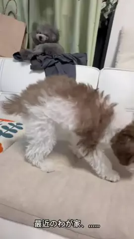 モナ王🐶ピノの愛犬旅行のTikTok投稿