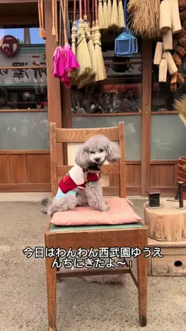 モナ王🐶ピノの愛犬旅行のTikTok投稿