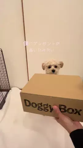 まめさんの日常のTikTok投稿