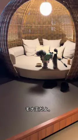 モナ王🐶ピノの愛犬旅行のTikTok投稿