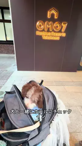 モナ王🐶ピノの愛犬旅行のTikTok投稿