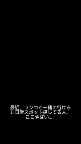 モナ王🐶ピノの愛犬旅行のTikTok投稿