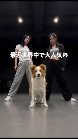 ボーダーコリーのはなとふぃりのTikTok投稿