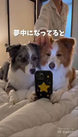 ボーダーコリーのはなとふぃりのTikTok投稿