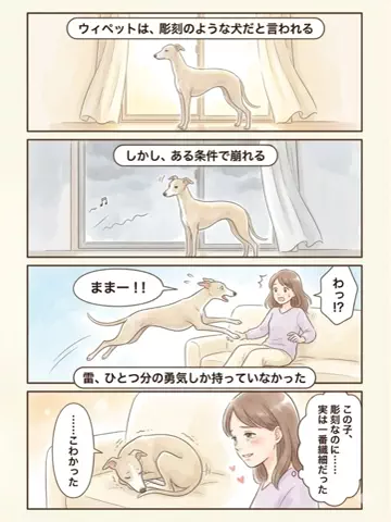 都内のチワワのTikTok投稿