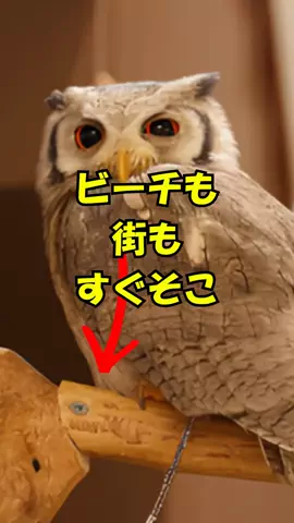 おっきー 🍍沖縄人のTikTok投稿