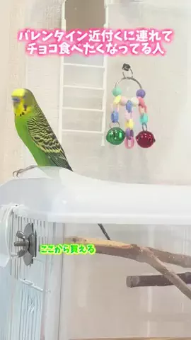 YumemirubirdのTikTok投稿