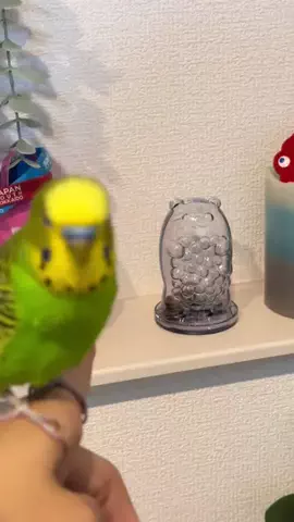YumemirubirdのTikTok投稿
