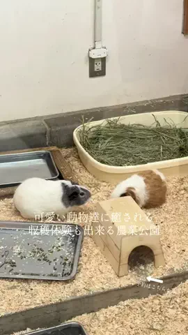 ルイハナちゃんのTikTok投稿