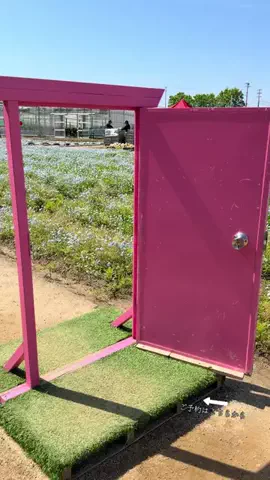 ルイハナちゃんのTikTok投稿