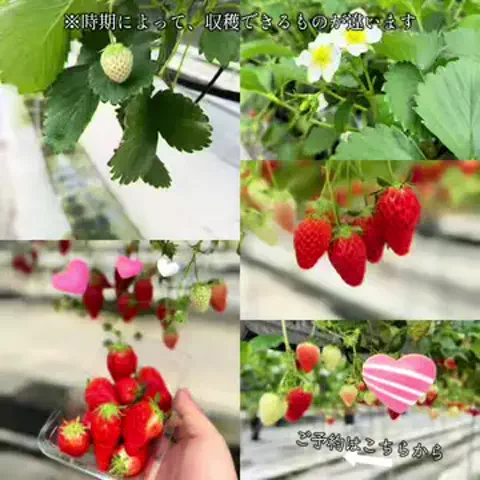 ルイハナちゃんのTikTok投稿