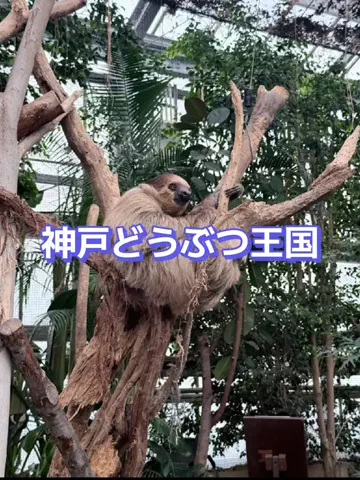 ホーリーゆうのTikTok投稿