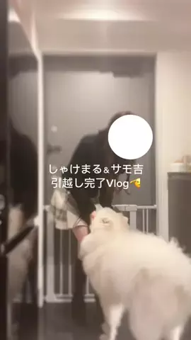 しゃけまるのTikTok投稿
