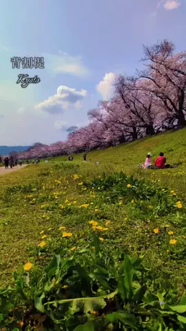 ぎょ丼💚のTikTok投稿