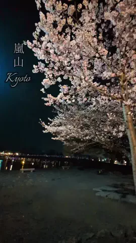 ぎょ丼💚のTikTok投稿