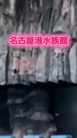 Miku♠️👘和装家のTikTok投稿