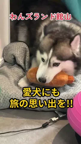 travel_diary_kouchanのTikTok投稿