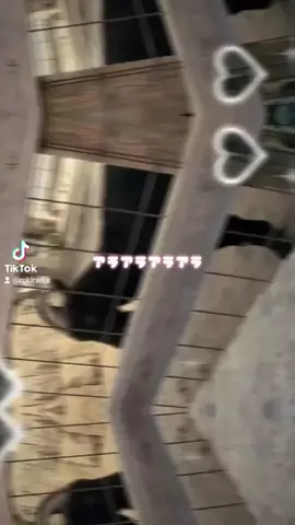 🐺ロキラリ🐺ハスキーの日常のTikTok投稿