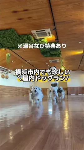瀬谷なびのTikTok投稿