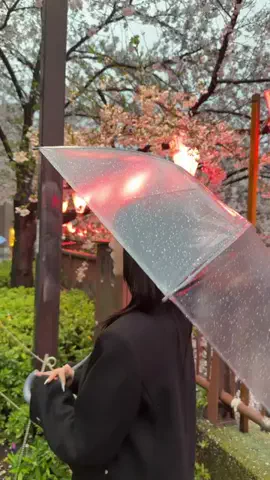 🌸桜🌸のTikTok投稿