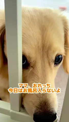 こた🥨こてのTikTok投稿