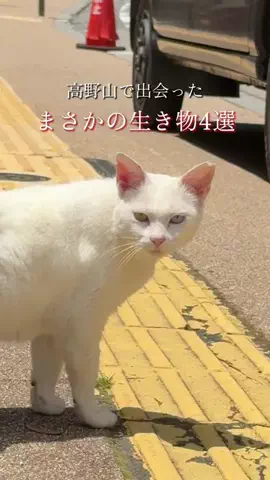 astroboy🇦🇺ワーホリ準備中のTikTok投稿