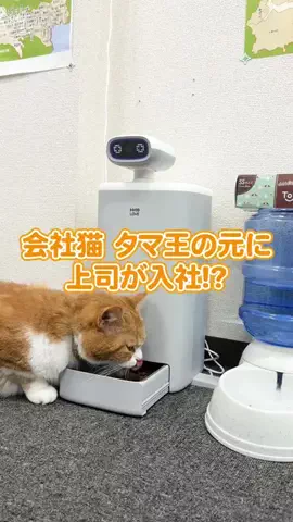 タマ王 TAMAO🐈👑のTikTok投稿