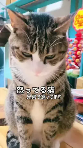 ドS猫の球太と三太とポンコツ母ちゃん⚾️😸のTikTok投稿