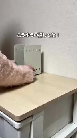 もものTikTok投稿