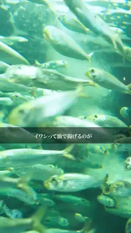 ごめん、今日も不器用。のTikTok投稿