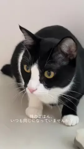 はちわれ猫のノルとレニーのTikTok投稿