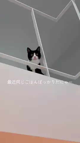 はちわれ猫のノルとレニーのTikTok投稿