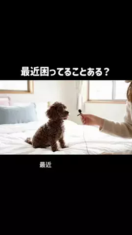 犬猫総合製薬株式会社のTikTok投稿
